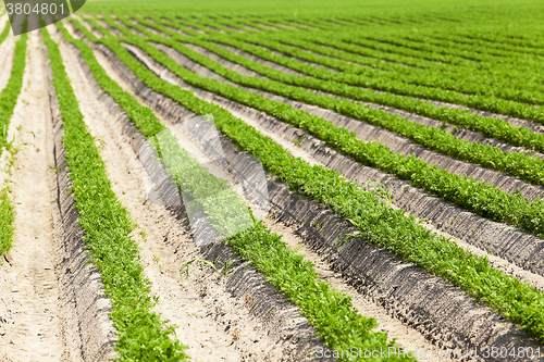 Image of sprouts carrots. field  