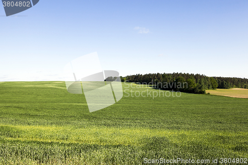 Image of field with cereals  