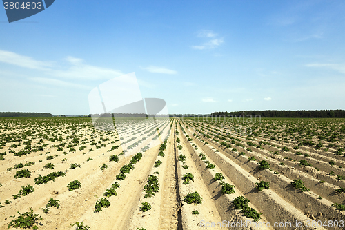 Image of sprouting potatoes. Field 