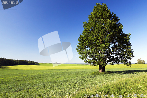 Image of tree in the field  
