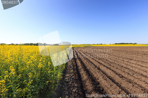 Image of Agriculture . rapeseed field