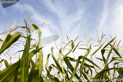 Image of field with corn  