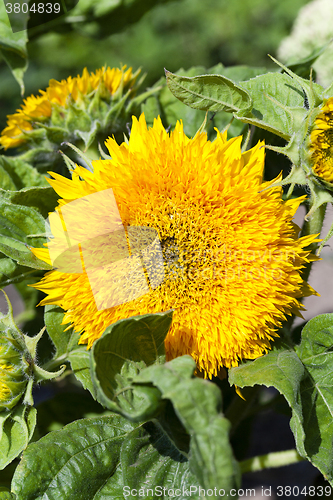 Image of Decorative sun flowers  