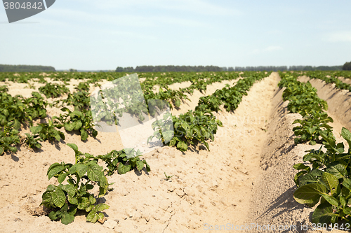Image of  Young sprouts of potatoes