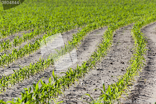 Image of young sprout of corn  