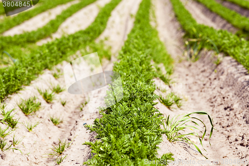 Image of Carrot field  close-up 