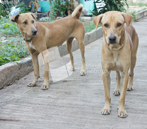 Image of two dogs