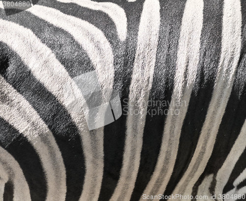 Image of Zebra skin background