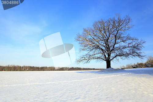 Image of lonely tree .  snow.