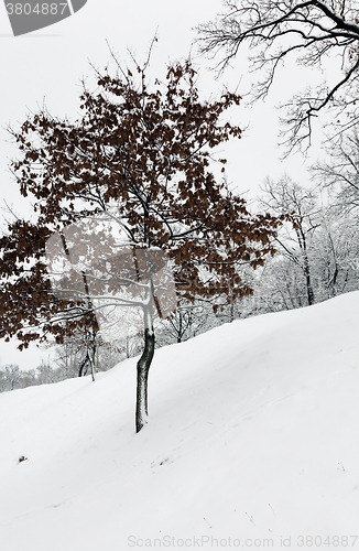 Image of trees in winter  