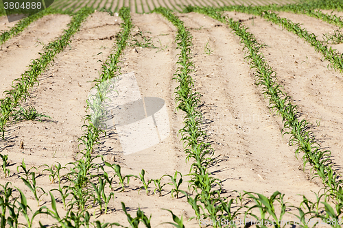 Image of Field of green corn  