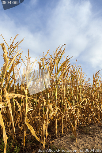 Image of ripe yellow corn 