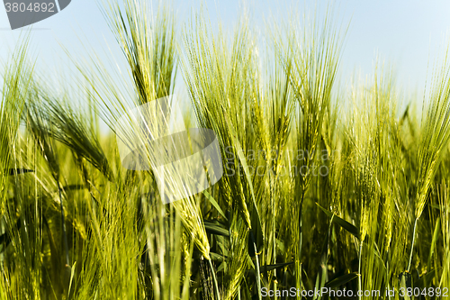 Image of immature cereals. field