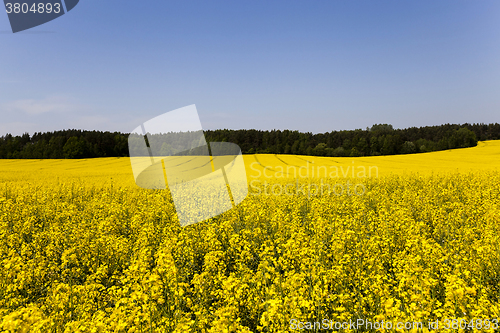 Image of Rape field . summer