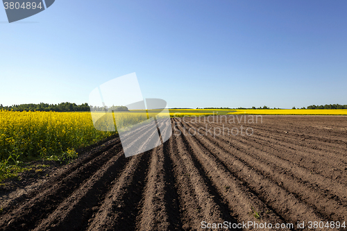 Image of  Agricultural field . potatoes 