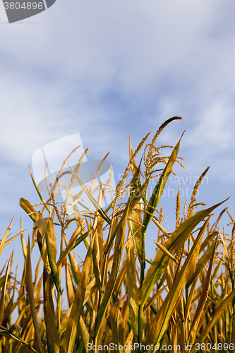 Image of ripe yellow corn 