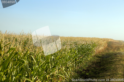 Image of field with corn  