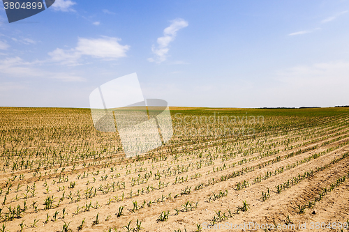 Image of corn germ .  field  