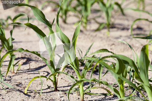 Image of corn field. close-up  