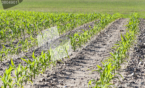 Image of corn field. close-up 