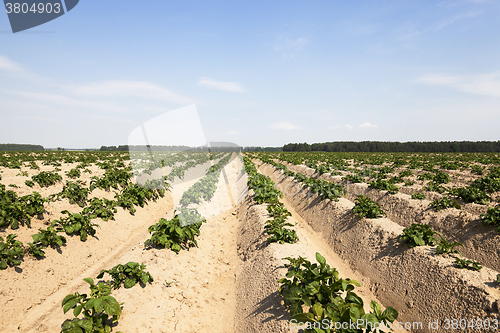 Image of sprouting potatoes. Field  