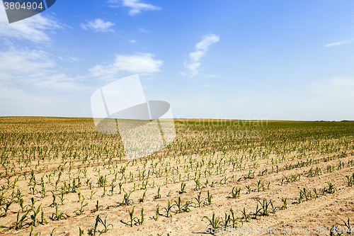 Image of corn field . Agricultural 