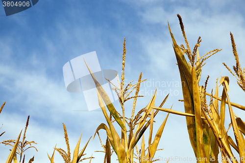 Image of ripe yellow corn  