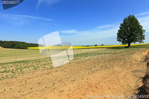 Image of tree in the field 