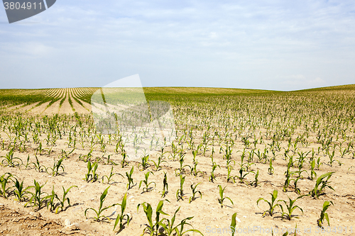Image of corn . Agricultural field  