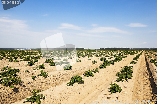Image of sprouting potatoes. Field  