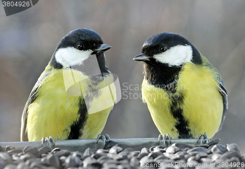 Image of Two Great Tits