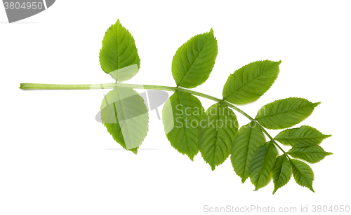 Image of Green sorbus leaves