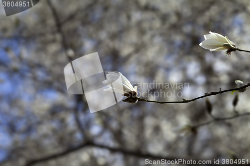 Image of Two buds of blooming magnolia