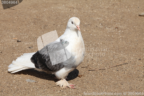 Image of homing pigeon