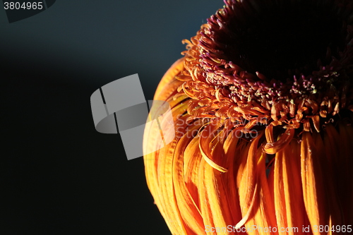 Image of  Orange gerbera flower