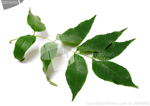 Image of Green ash-tree leaves