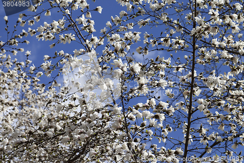 Image of Spring blooming magnolia