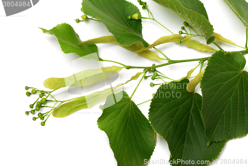 Image of Tilia sprig before blossom