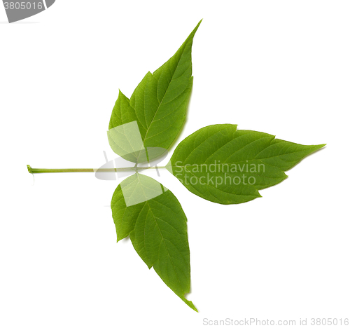 Image of Green maple ash (acer negundo) leaf
