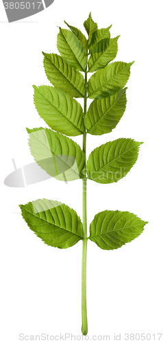 Image of Spring sorbus leaves