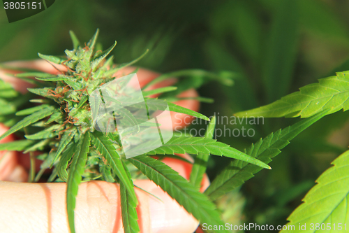 Image of nice marijuana plant