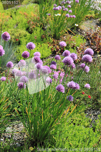 Image of nice chive flowers 