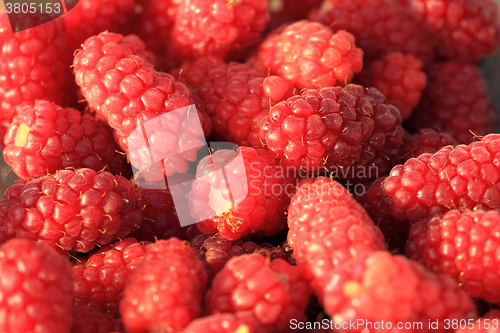 Image of fresh raspberry background