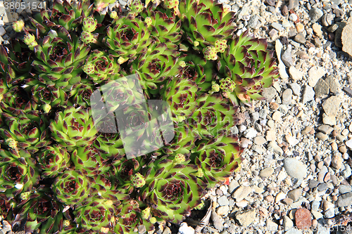Image of houseleek plant texture