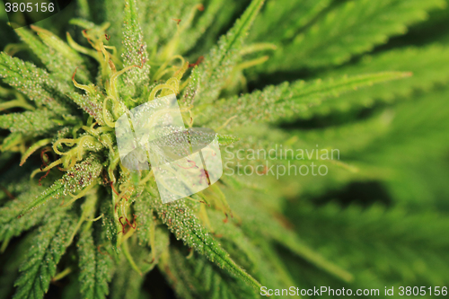 Image of nice marijuana plant