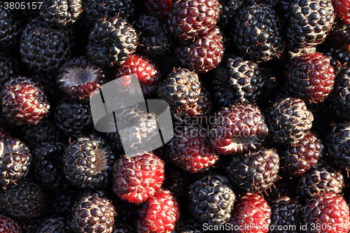 Image of fresh blackberry background