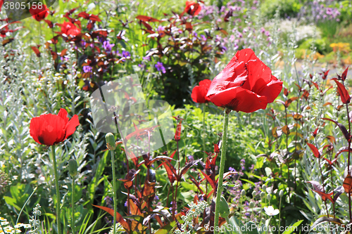 Image of wild natural garden 