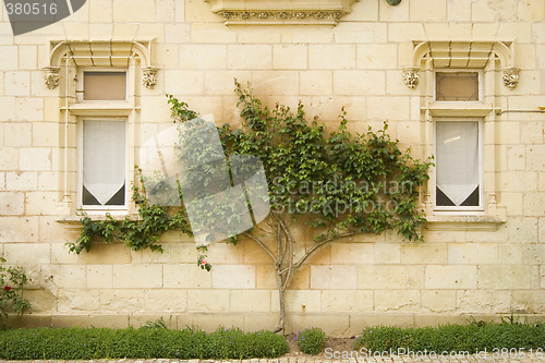 Image of Tree between windows