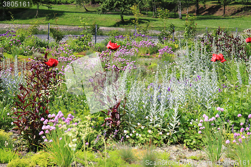 Image of wild natural garden 