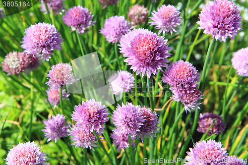 Image of nice chive flowers 